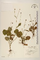 藏品(矮菊)的圖片