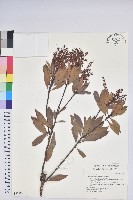 藏品(臺灣馬醉木)的圖片