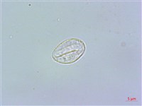 藏品(長柄冷水麻)的圖片