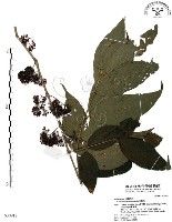 藏品(杜虹花，台灣紫珠)的圖片