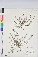 藏品(伏生大戟)的圖片