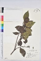 藏品(白臼)的圖片