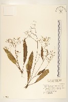 藏品(刀傷草)的圖片