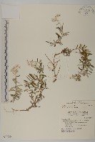 藏品(玉山抱莖籟簫)的圖片