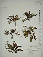 藏品(臺灣莓)的圖片