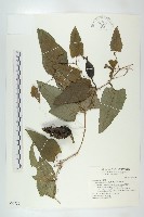 藏品(芋葉括樓)的圖片