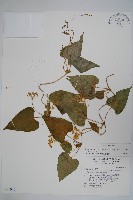 藏品(牛皮消)的圖片