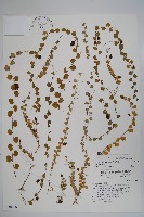 藏品(普刺特草)的圖片