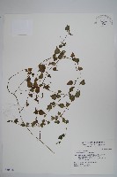 藏品(圓葉山梗菜)的圖片