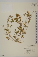 藏品(狗筋蔓)的圖片