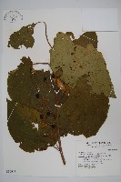 藏品(華八角楓)的圖片