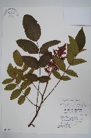 藏品(羅氏鹽膚木)的圖片