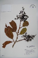 藏品(著生珊瑚樹)的圖片