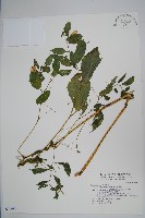 藏品(黃花鳳仙花)的圖片