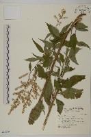 藏品(珍珠蒿、奇蒿)的圖片