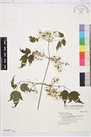 藏品(串鼻龍)的圖片