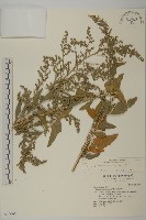 藏品(杖藜)的圖片