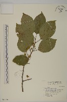 藏品(大葉南蛇藤)的圖片