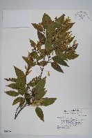 藏品(阿里山千金榆)的圖片