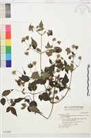 藏品(巴氏鐵線蓮)的圖片