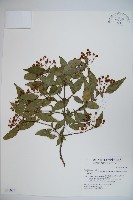 藏品(狹葉莢迷)的圖片