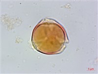 藏品(毛果柃木、菱葉柃木)的圖片