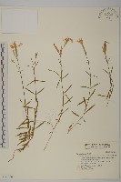 藏品(長萼瞿麥)的圖片