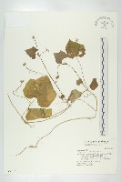 藏品(單子瓜、星瓜、刺果瓜)的圖片