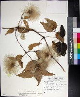 藏品(華中鐵線蓮)的圖片