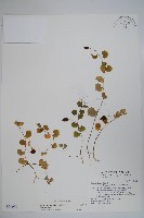 藏品(普刺特草)的圖片