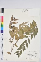 藏品(白珠樹)的圖片