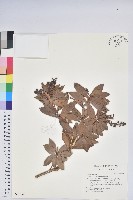 藏品(臺灣馬醉木)的圖片