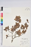 藏品(紅毛杜鵑)的圖片