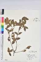 藏品(金毛杜鵑)的圖片