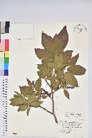 藏品(南燭)的圖片