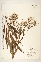 藏品(黃菀)的圖片