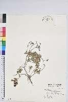 藏品(高山白珠樹)的圖片