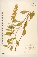 藏品(一枝黃花)的圖片