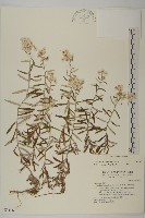 藏品(玉山抱莖籟簫)的圖片