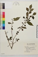 藏品(畢祿山鼠李)的圖片