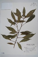 藏品(臺灣樹參)的圖片