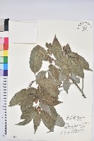 藏品(細葉青剛、黑稠、黑櫟、小葉青剛)的圖片