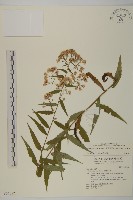 藏品(臺灣馬蘭)的圖片