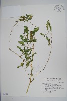 藏品(黃花鳳仙花)的圖片