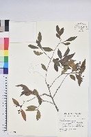 藏品(巒大越橘)的圖片