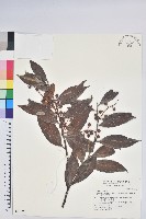 藏品(珍珠花、長尾葉越橘)的圖片