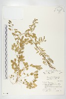 藏品(水花菜)的圖片