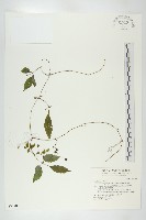 藏品(絞股藍)的圖片