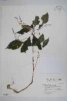 藏品(棣慕華鳳仙花)的圖片