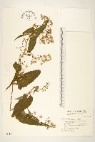 藏品(蔓黃菀)的圖片